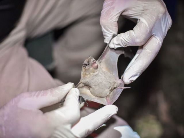 Nuevo bloqueo ante la deteccin de rabia en un murcilago